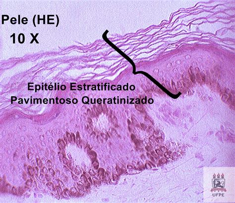 Tecido Epitelial Histologia Geral Images And Photos Finder