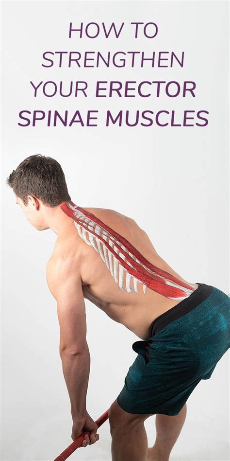 How To Strengthen Your Erector Spinae Muscles Moveu Muscle Easy