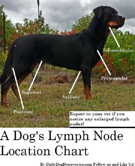 Dog Word Of The Day Lymphadenopathy Daily Dog Discoveries
