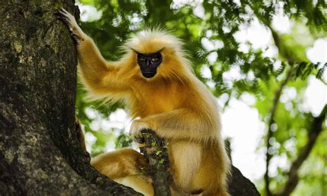 9 Most Beautiful Monkeys In The World A Z Animals