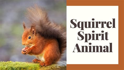 Uncovering The Surprising Lessons Of Your Squirrel Spirit Animal Youtube