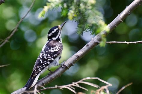 Woodpeckers In Pennsylvania The 8 Species You May Come Across