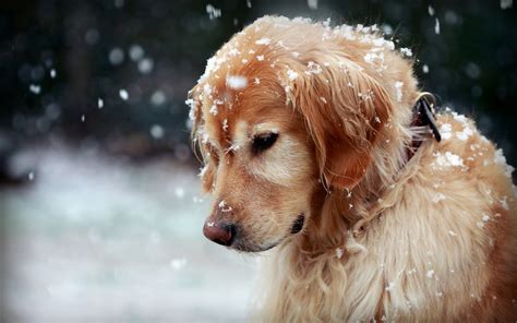 Snow Golden Retrievers Animals Dog Wallpapers Hd