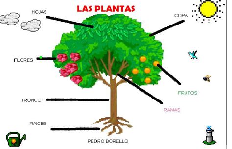 Partes De La Planta Para Colorear En Preescolar Imagui