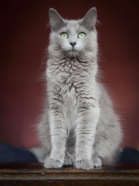 They can be shy at first, but. Russian Blue Cats Long Hair Neiberlung Morgaine no Cattery ...