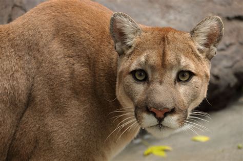 Zoo Idaho Cougar Fact Sheet
