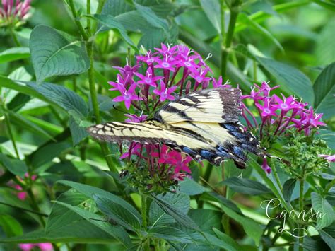 The Backyard Oasis Eastern Tiger Swallowtail Beauty