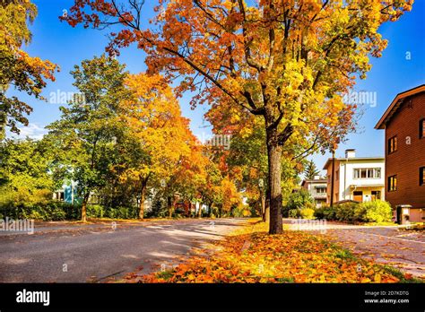 Fall Is In The Tree Hi Res Stock Photography And Images Alamy