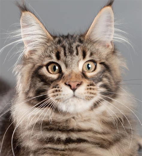 Mother was a maine coon, father was norwegian forest cat breed! Learn About The Maine Coon Cat Breed From A Trusted ...