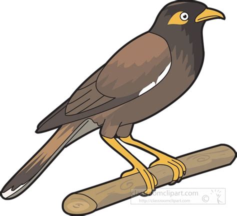 Common Myna Bird Clipart Classroom Clip Art