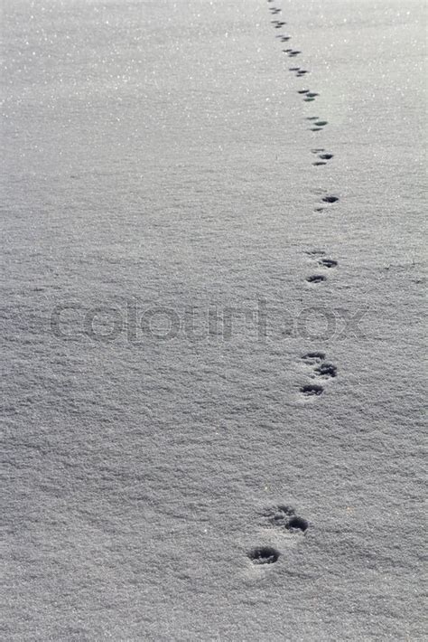 Solange der schnee noch unberührt ist, setzen sich tierspuren deutlich von ihrer umgebung ab. Tierspuren im Winter im Schnee. ... | Stock Bild | Colourbox