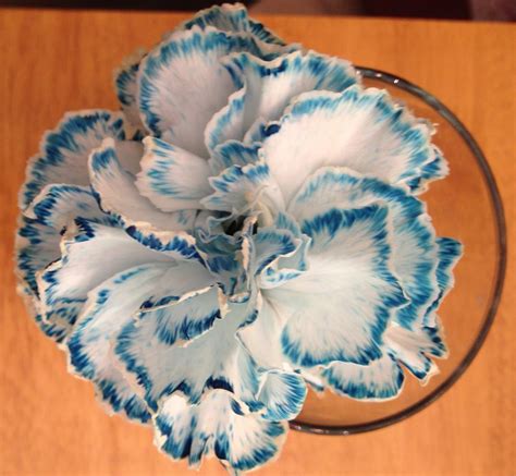 How To Make Colored Carnations