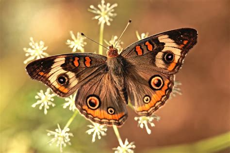 Le Farfalle Pi Belle Che Esistono Al Mondo
