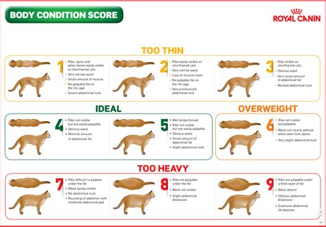 Body Condition Assessment Pet Better With Pet Circle