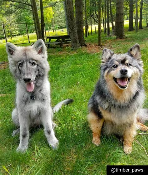 Here are some crucial points you need to take care of a shpesky. Husky Mix Breed Dogs | 45+ Most Adorable Husky Mixes ...