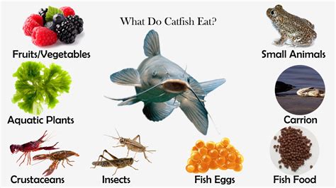 What Do Catfish Eat 15 Foods They Feed On