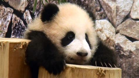 Panda Pandas Baer Bears Baby Cute 64 Wallpapers Hd Desktop And