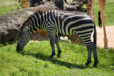 Plains Zebra Equus Quagga Zoochat