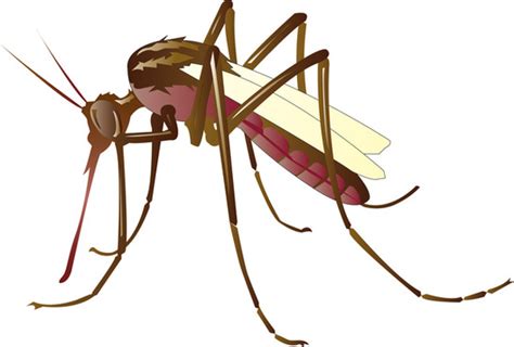 Mosquito Vector Free Free Vector Download 56 Free Vector For