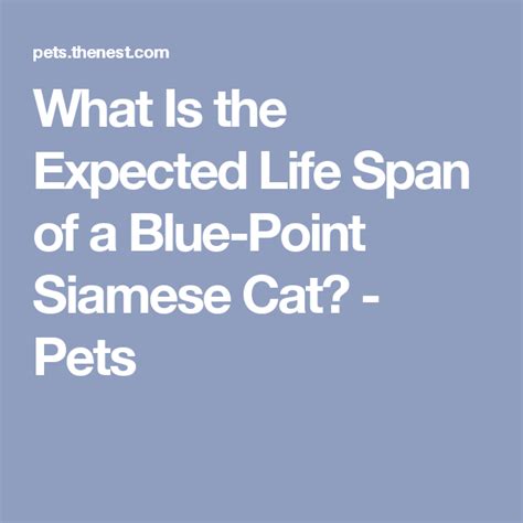 What Is The Expected Life Span Of A Blue Point Siamese Cat Blue