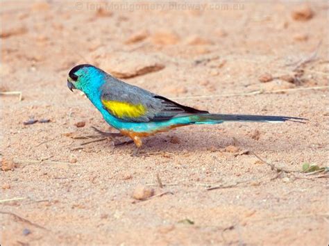 Golden Shouldered Parrot Photo Image 4 Of 10 By Ian Montgomery At