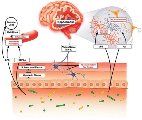 A Review Of The Brain Gut Microbiome Axis And The Potential Role Of