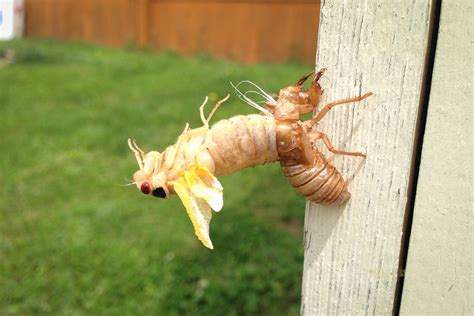 Check Out These Epic Photos Of This Years Cicada Emergence The