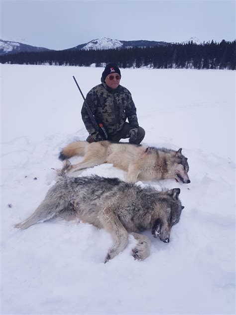 This is a hunt to remember where we take two wolves with one gun! Alberta Wolf Hunting Guide & Outfitters | British Columbia Wolf Hunts