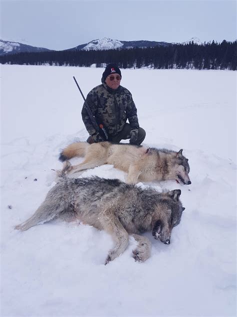 Opponents of wolf hunting seem to believe it is a slam dunk slaughter. Alberta Wolf Hunting Guide & Outfitters | British Columbia Wolf Hunts