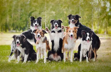 Border Collie Dog Breed Information Pictures And More