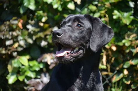 Here's a useful chart which you can refer to for checking your dog's body condition. Do Labs Shed A Lot? Labrador Retriever Shedding Guide 2019