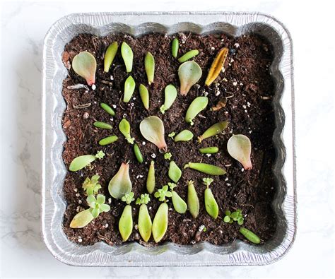 How To Propagate And Grow Succulents From Leaves 8 Steps With Pictures Instructables