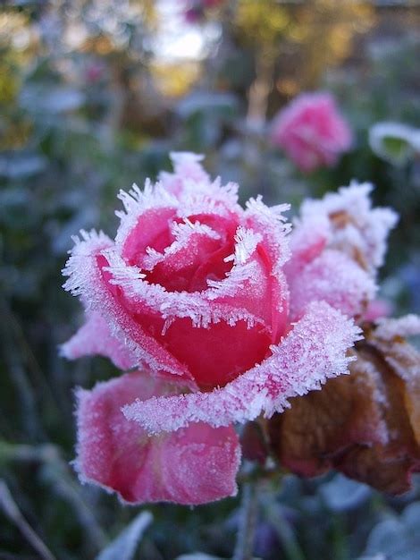 Free Photo Pink Frost Cold Roses Winter Leann Flower Zimojj