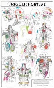  Trigger Points Chart Trigger Points Therapy Reflexology