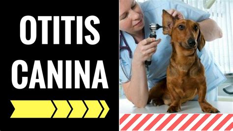 Otitis En Perros Causas S Ntomas Y Tratamiento De La Otitis Canina The Best Porn Website