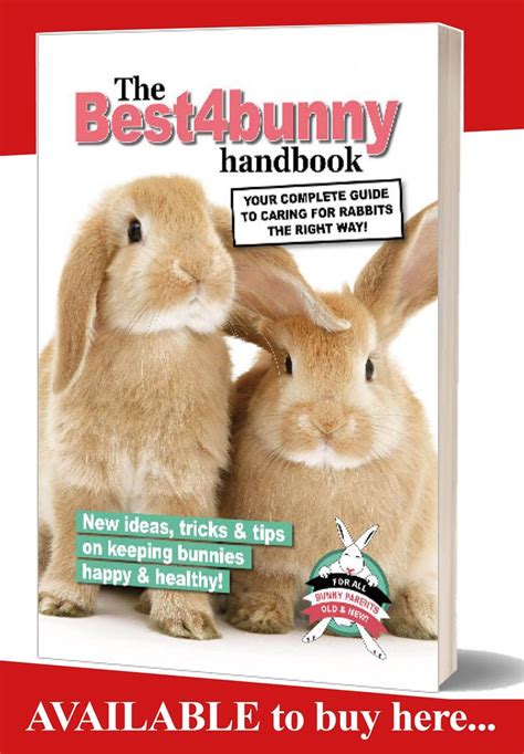 rabbit care advice best 4 bunny rabbit care bunny rabbit