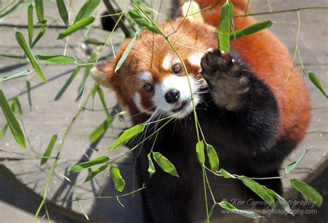Ken Conway Photography Zoo Red Panda Eating Bamboo
