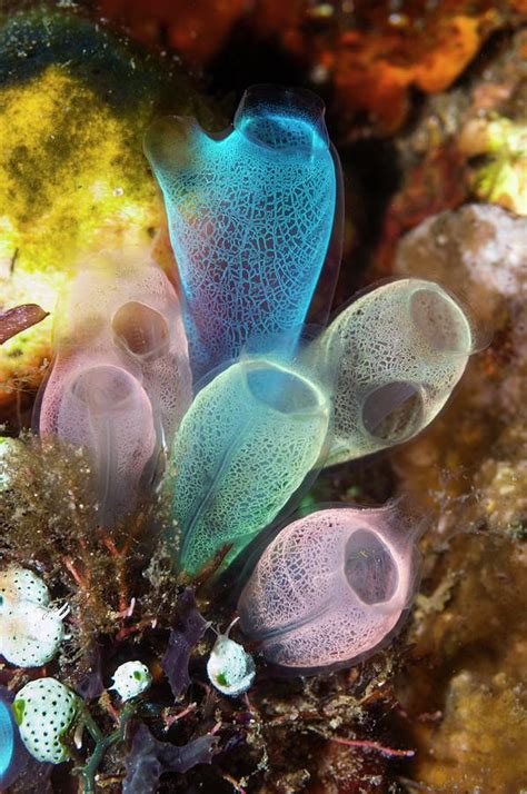 Sea Squirts On A Reef Photograph By Georgette Douwma Science Photo