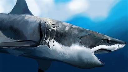 Shark Profile Wallpapers Water Under Maw Desktop
