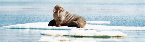 Atlantic Walrus Wwf Canada