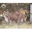 Mountain Lion Pic And Facts  Wildlife Rescue & Rehabilitation