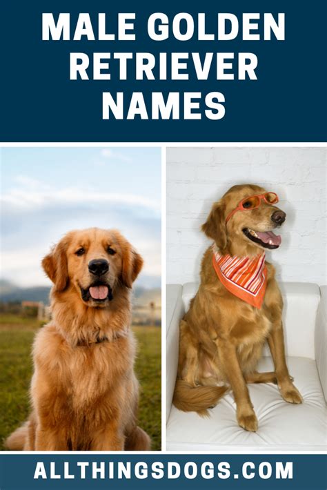 Male Golden Retriever Names Golden Retriever Names Cute Dog Names