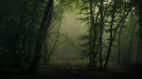 Forêt Brume Nature Arbres Chemin Fond Décran Hd Wallpaperbetter