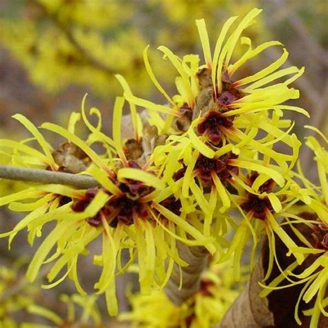Hamamelis Pair Of Winter Flowering Witch Hazels In Red And Gold