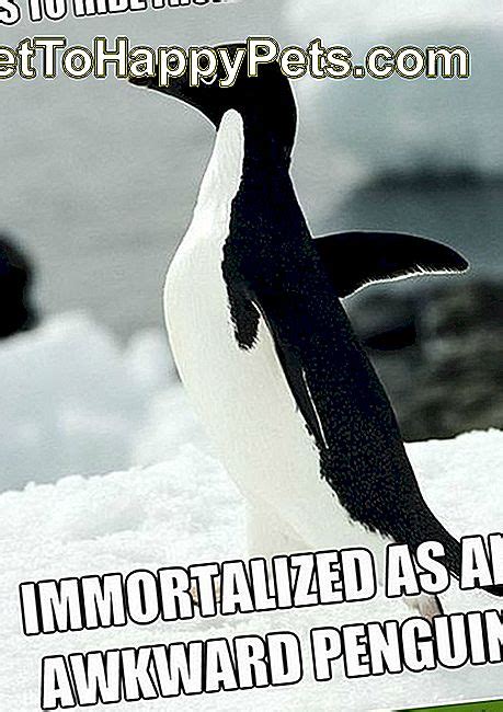 24 Memes Que Provam Que Os Pinguins São Os Animais Mais Engraçados Da