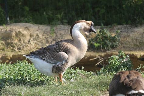 African Goose With Large Dewlap The Flap Of Skin That Hangs Under The Jaw Of Many Vertebrates