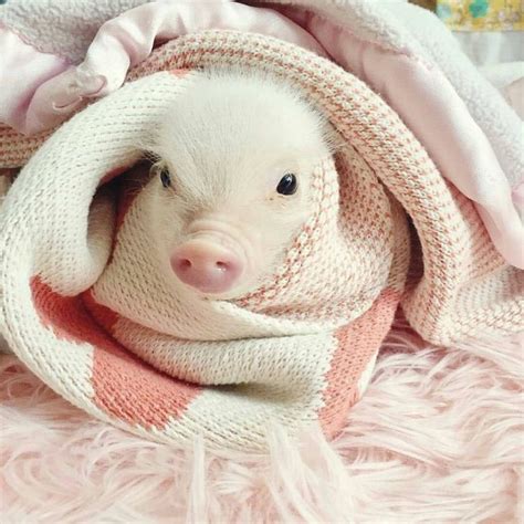 23pig In A Blanket Baby Pigs Cute Piglets Pet Pigs