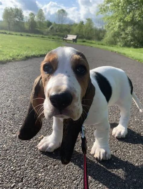 15 Historical Facts About Basset Hounds You Might Not Know Page 2 Of