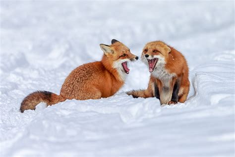 Happy Foxes Together Aww
