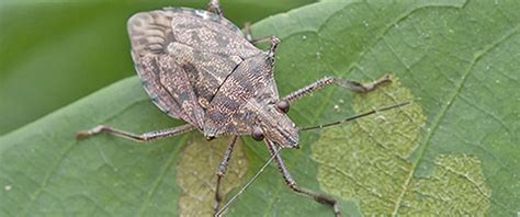 What Are Stink Bugs And What Do Stink Bugs Look Like Stink Bug